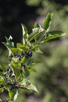 Rhamnus alpina L.