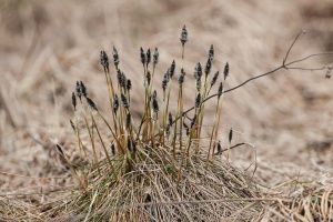 Eriophorum vaginatum L.