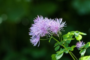 Thalictrum aquilegiifolium L.