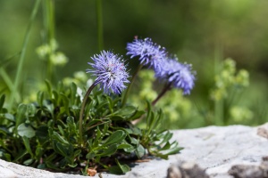 Globularia cordifolia L.