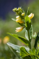 Digitalis lutea L.