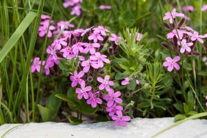 Saponaria ocymoides L.