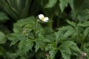 Ranunculus aconitifolius L.