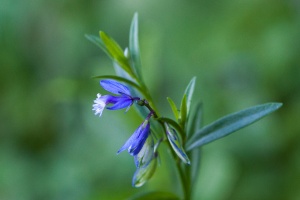 Polygala serpyllifolia Hosé