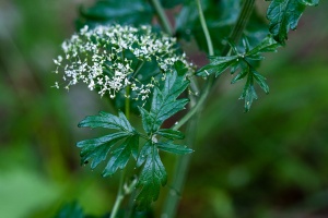 Pimpinella major (L.) Huds.