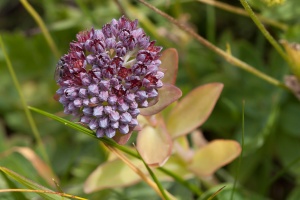 Sedum anacampseros L.