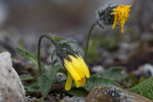 Hieracium alpinum L.