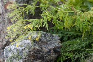 Hugueninia tanacetifolia (L.) Rchb.