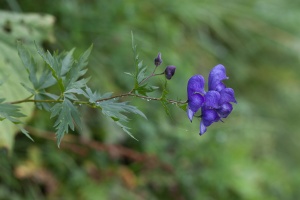 Aconitum variegatum L.