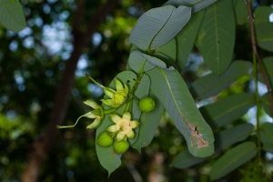 Duabanga grandiflora (DC.) Walp.