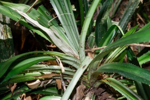 Pandanus, sp. indet.