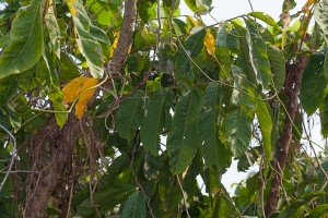 Lepisanthes tetraphylla Radlk.