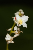 Sisyrolepis muricata (Pierre) Leenh.