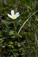 Anemone nemorosa L.