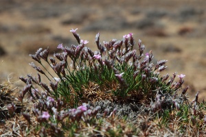 Acantholimon pamiricum Czerniak.