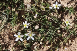 Minuartia, sp. indet.