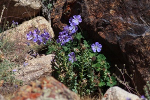 Geranium saxatile Kar. & Kir.