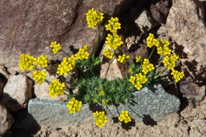 Draba korshinskyi (O.Fedtsch.) Pohle ?