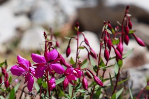 Epilobium latifolium L.