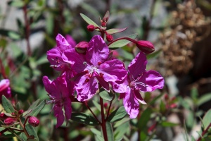 Epilobium latifolium L.