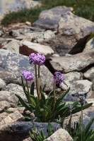 Primula macrophylla D. Don