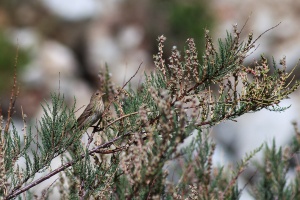 Carpodacus grandis (Roselin de Blyth), Myricaria squamosa Desv.