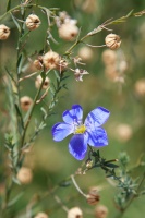 Linum, sp. indet.