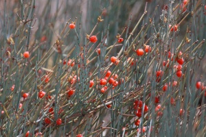 Ephedra, sp. indet.