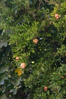 Punica granatum L.