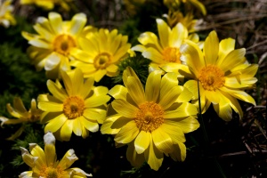 Adonis vernalis L.