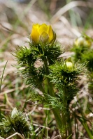 Adonis vernalis L.