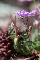 Erodium pilosum (Thuillier) Jordan