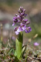 Orchis morio L.