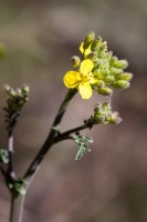 Erucastrum nasturtiifolium (Poir.) O.E.Schulz