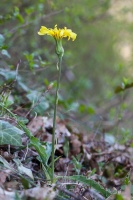 Scorzonera austriaca Willd.