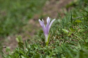 Colchicum autumnale L.