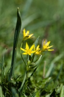 Gagea lutea (L.) Ker Gawl.