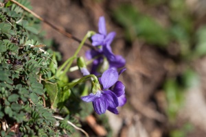 Viola pyrenaica Ramond ex DC.