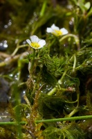 Ranunculus trichophyllus Chaix ex Vill.