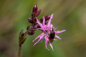 Silene flos-cuculi (L.) Greuter & Burdet