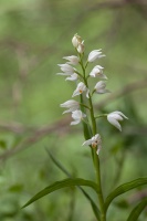 Cephalanthera longifolia (L.) Fritsch