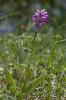 Orchis militaris L.