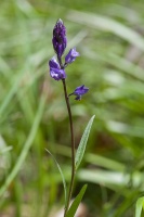 Polygala comosa Schkuhr