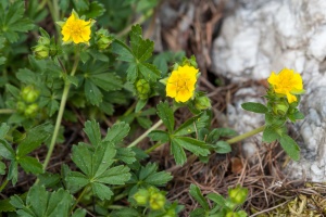 Potentilla aurea L.