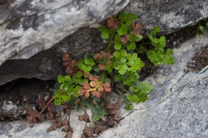 Asplenium ruta-muraria L.