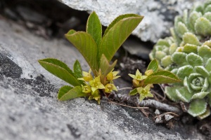 Rhamnus pumila Turra