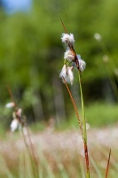 Eriophorum angustifolium Honck.