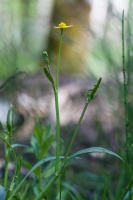 Ranunculus flammula L.