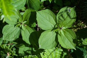 Paris quadrifolia L.