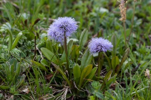 Globularia nudicaulis L.